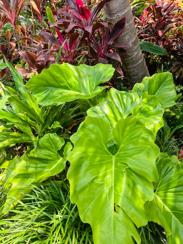 Photo of banyan trees along a greenway between two roads in a suburban neighborhood; photo of a snail on the ground with some soil, twigs, and short plants; photo of green leaves in various shades and textures from a plant bush; large, 2-3 foot green plant fronds with dappled light from the sun; photo of a tall, thick plant bush of yellow-spotted green leaves beside a palm tree