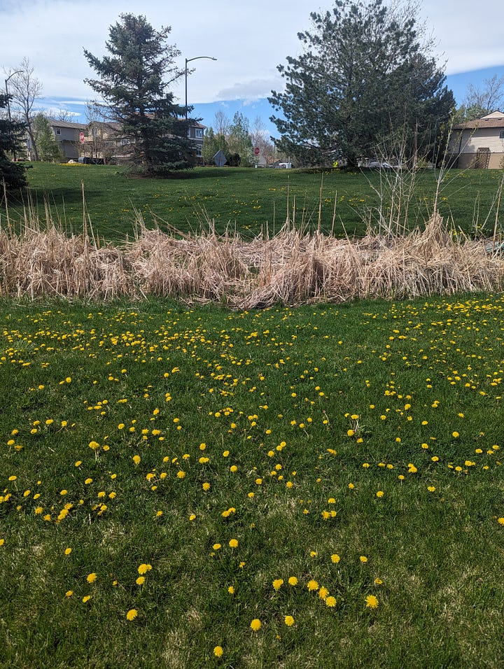 4 pictures of flowers and green grass