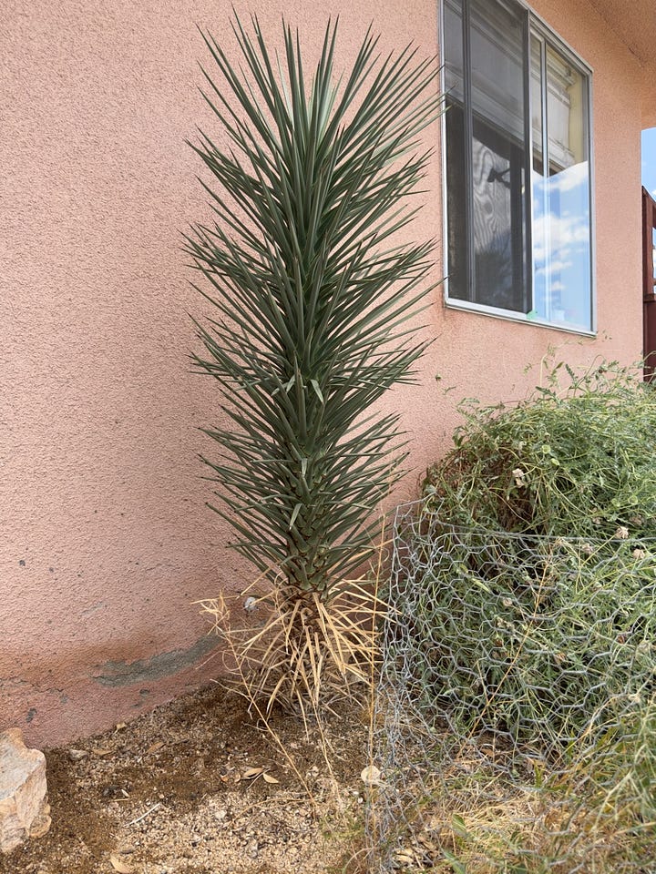 "Volunteer" Joshua trees growing in Indian Cove.