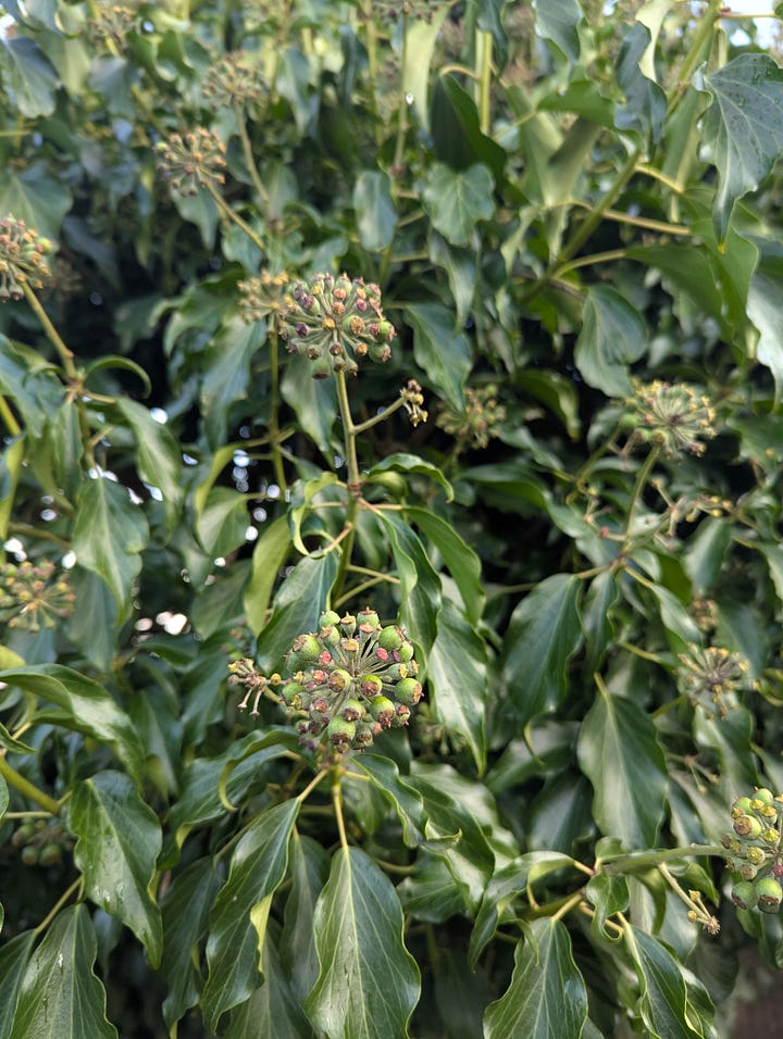 Ivy (Hedera sp.) is a real jack-of-all trades. In shadier conditions, it sends out the stereotypical liana vines but given sufficient light it will become woodier, growing a thick stem. The leaves will adopt a different morphology and flowers will form and start to bear fruit (in the winter!)