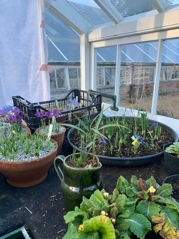 flower in pots in a greenhouse