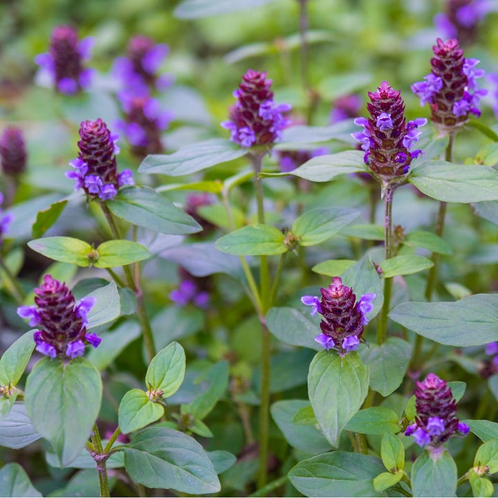 Natives for a tapestry lawn in shade: common violets, American self-heal, Pennsylvania sedge, and James' sedge