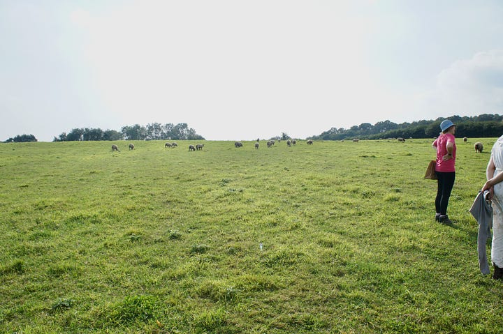 The Brickpits farm showing the hedges and grazing land.