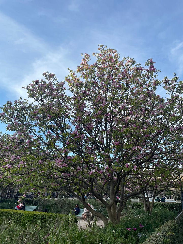 Cherry blossom around Paris