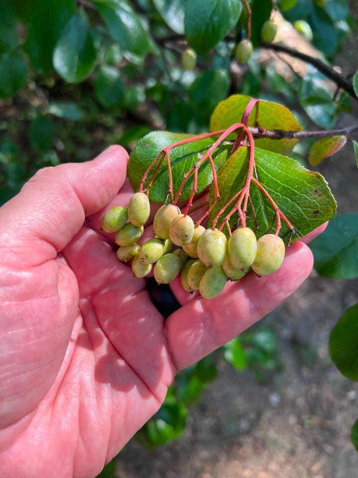 Rusty Blackhaw Viburnum (left) Spicebush (right)