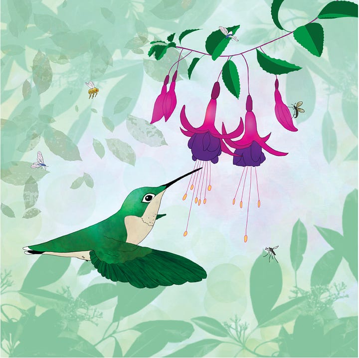 four images: author Erin Leary in bottom left image, light brown hair, white shirt, smiling, with a background of green foliage and daisies; other images are artwork from her debut book, hummingbird in flight, sitting above a feeder, drinking from flowers