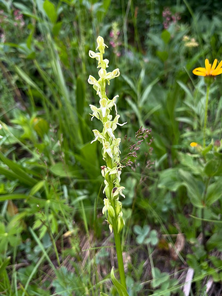 From left to right: downturned pink blossoms of the pink pyrola foregrounded against green marsh foliage and a white wild strawberry blossom; and a column of pale yellow flowers of the bog orchid