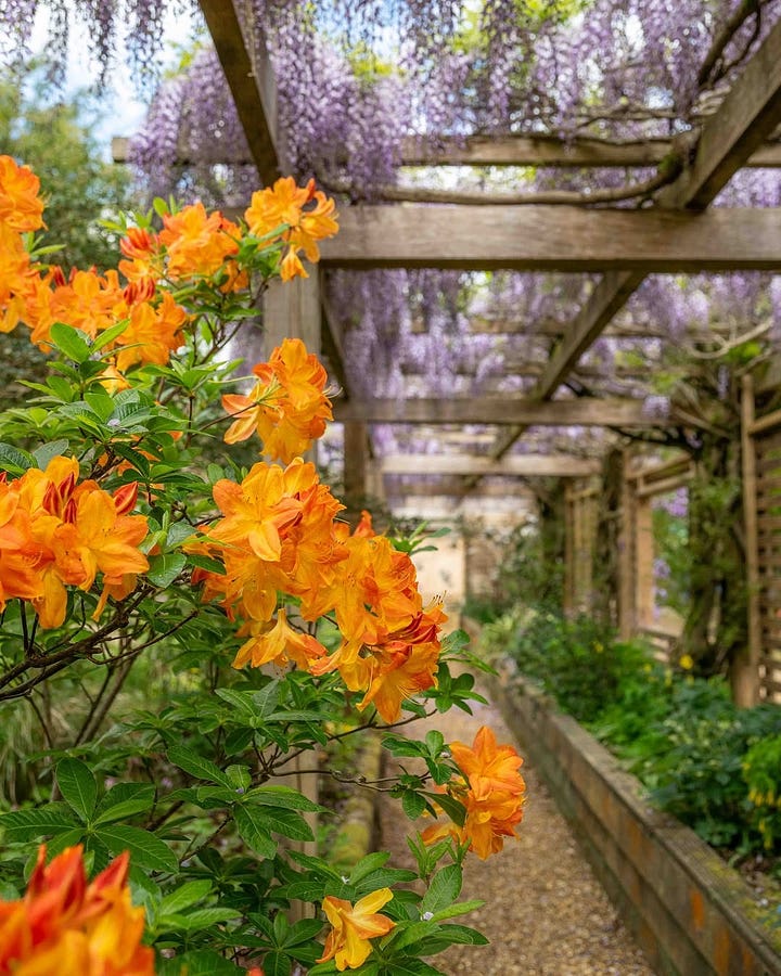Wisteria sinensis in one of my favorite British gardens, Wildeside.