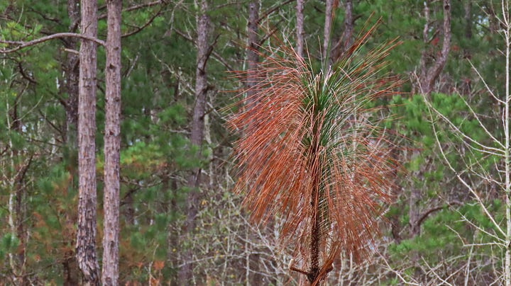 Two different types of pine tree