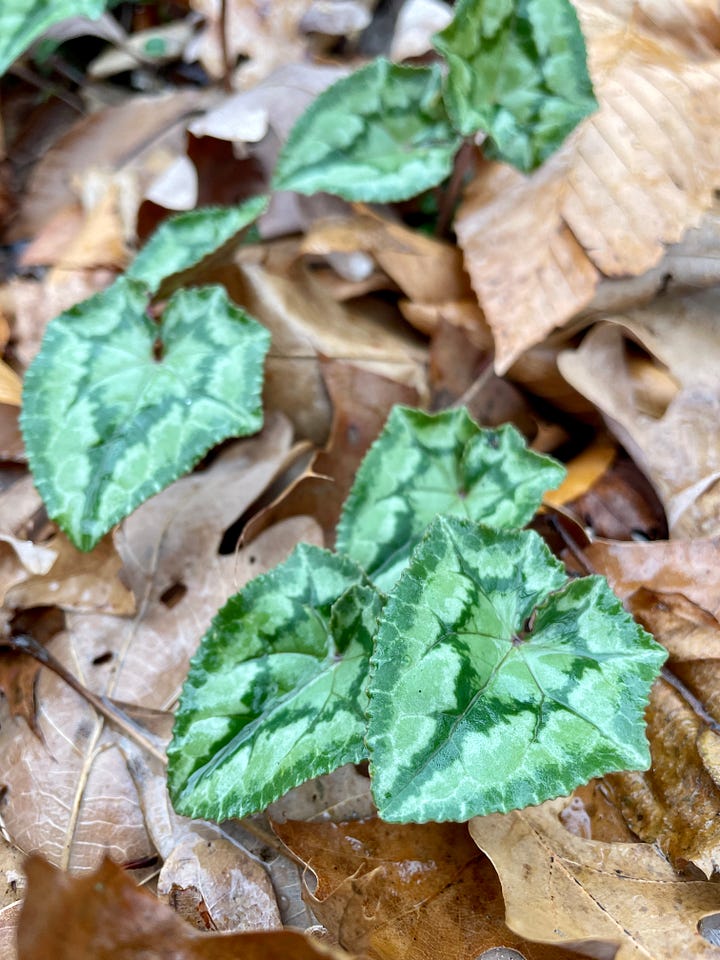 My pride and joy: a little patch of reseeding Cyclamens under the beech. These flower earlier in autumn.