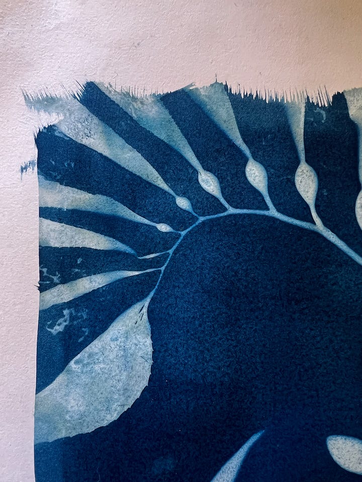 giant kelp cyanotypes
