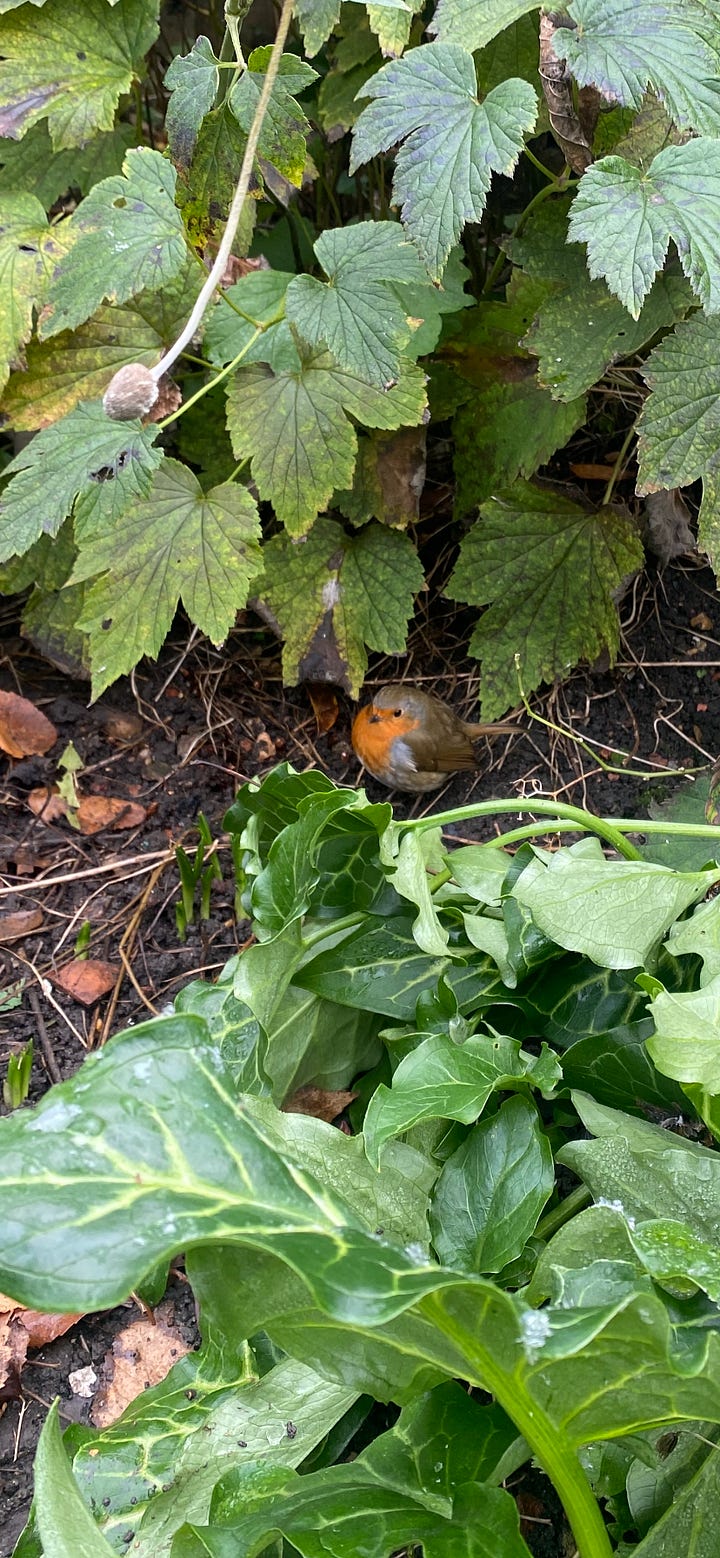 Planting bulbs with a Robin friend in the garden.