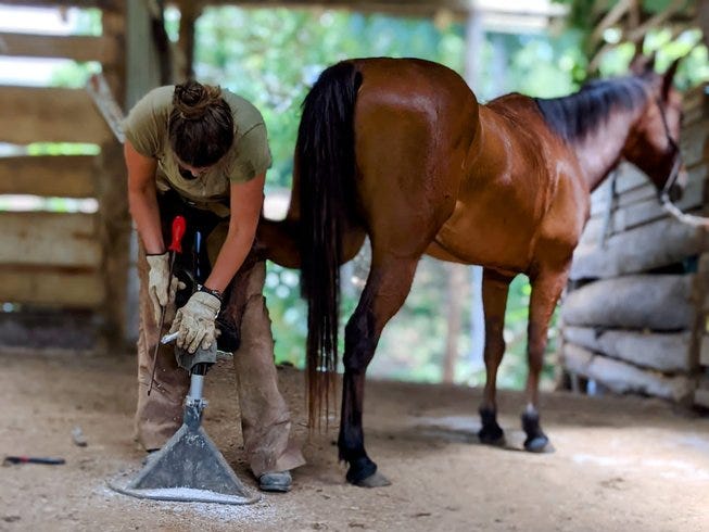 Barefoot Hoof trimming