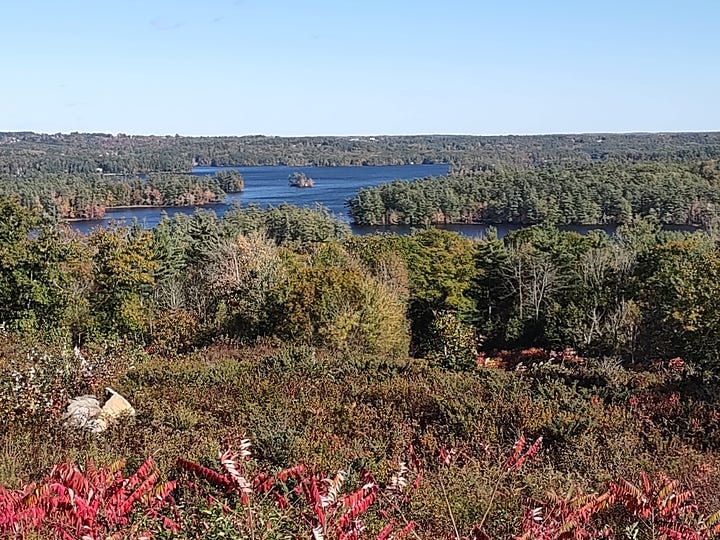 A photo of a brown and white Chihuahua on a mountain with fall colors behind her, a photo of a vista with trees and a large body of water