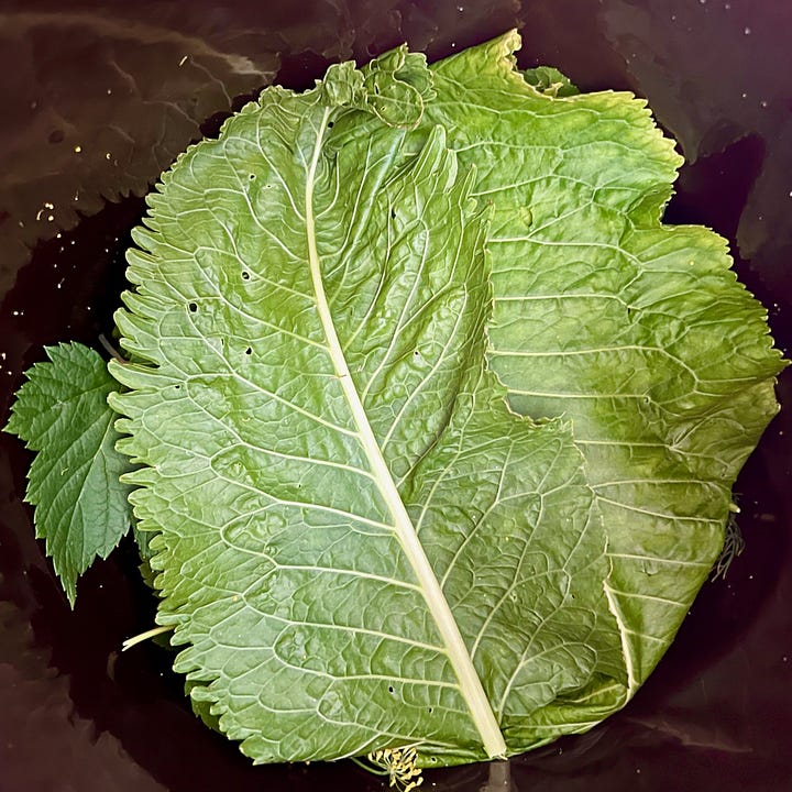 two pictures inside a fermentation crock - one of horseradish leaves tucked in thickly, the other of fermentation weights put ontop of the leaves