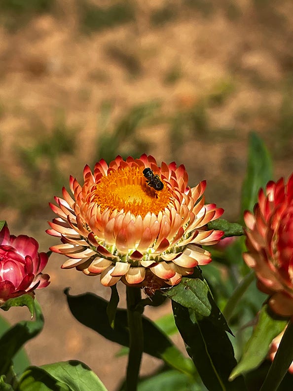 Wasps and bees showing some love to the strawflower and sea holly along with some of the fruits of pollination. Rabbiteye blueberries and San Marzano tomatoes--plus my first pomegranate (top center)! 