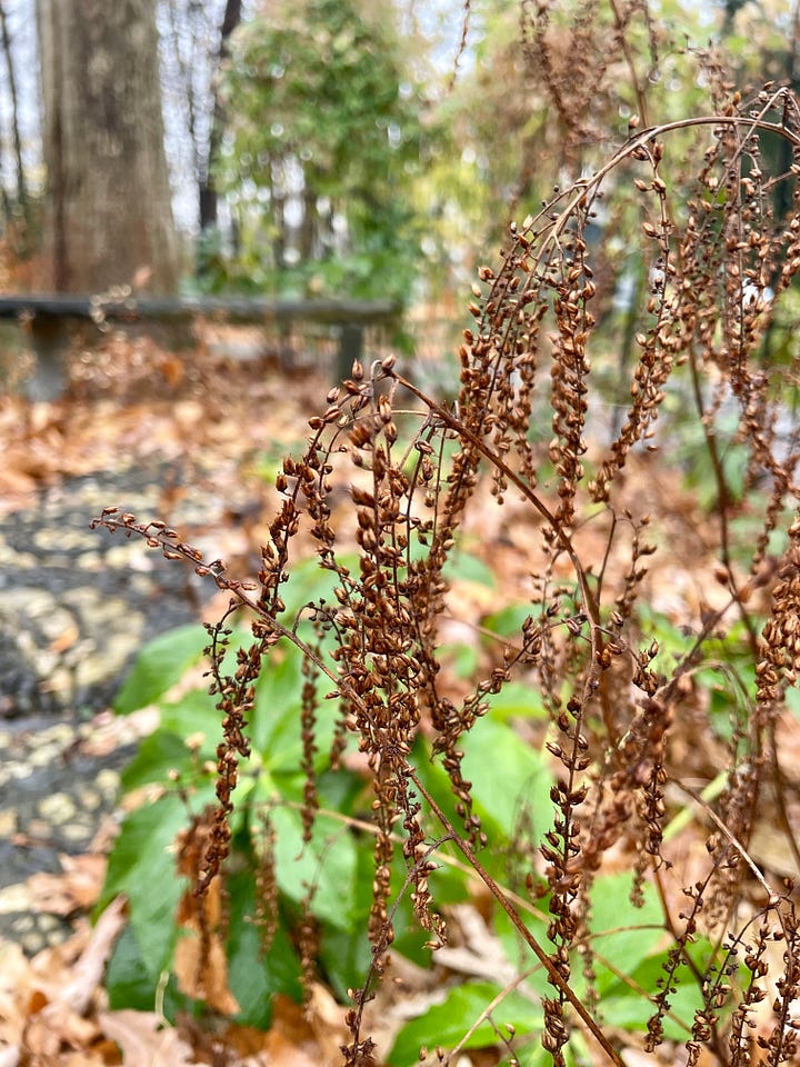 The seed heads from Aruncus near the St Francis Garden.