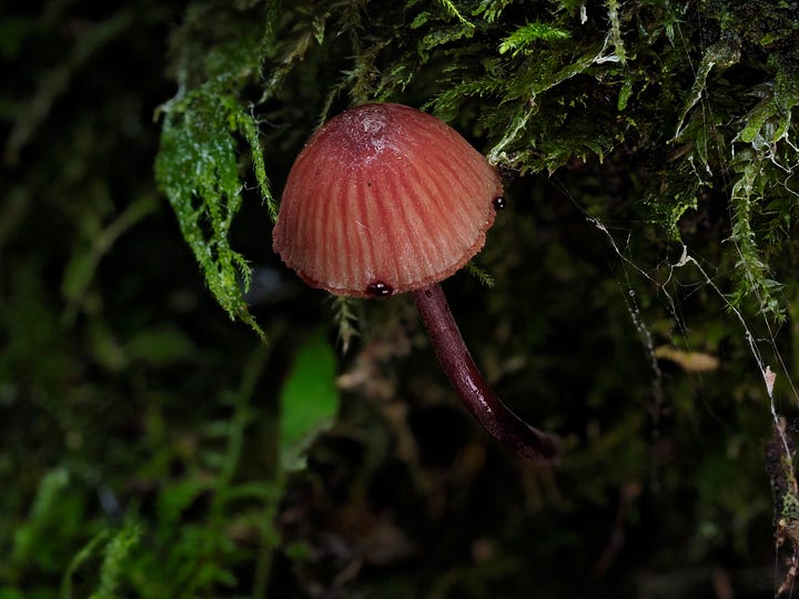 Mycena mariae