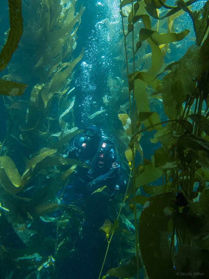 Underwater photographs of kelp forest, the first image also has a SCUBA diver
