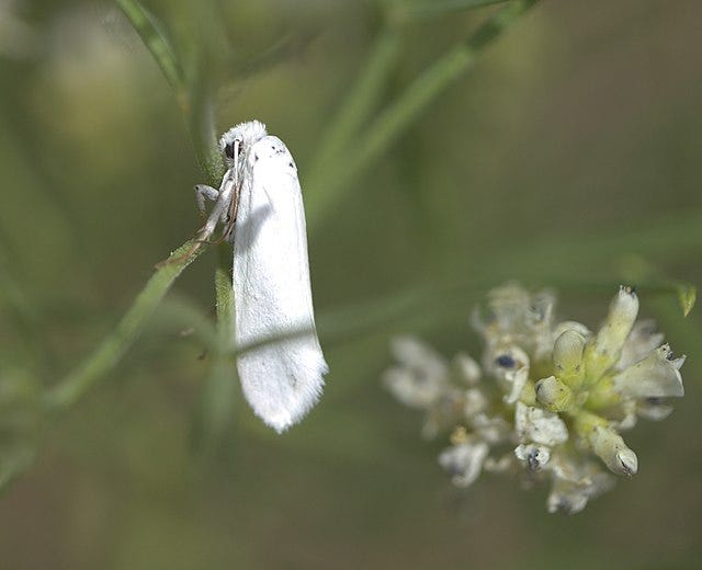 yucca moth