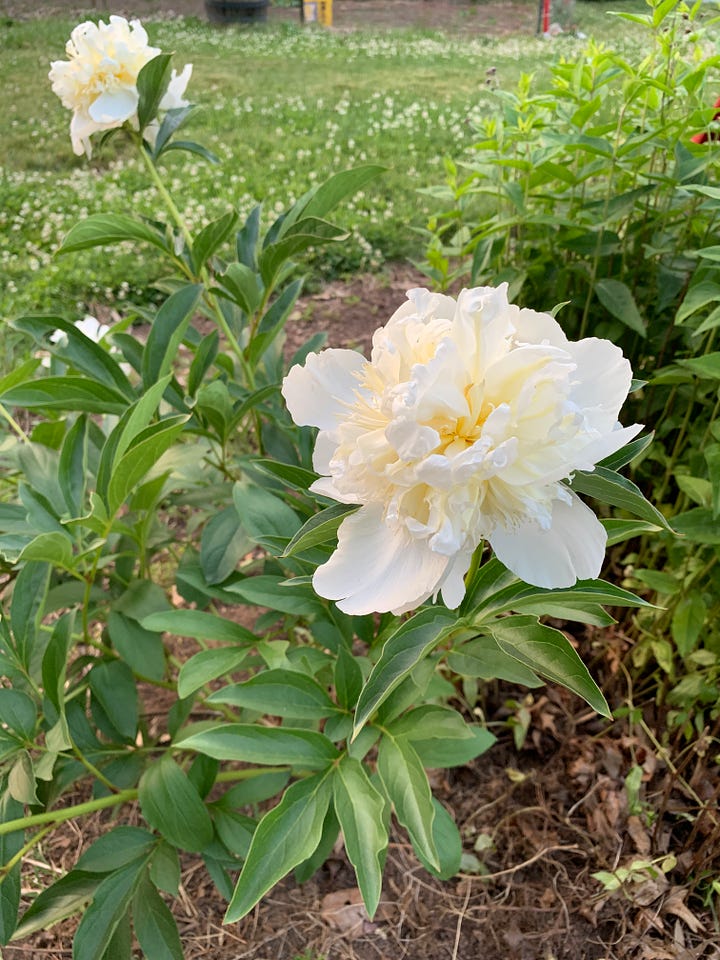 a beautiful white peony blossom fully open. and a pink peony bud, starting to open