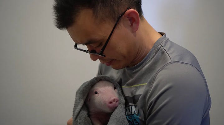 Wayne Hsiung, animal rights activist, being arrested and holding a piglet