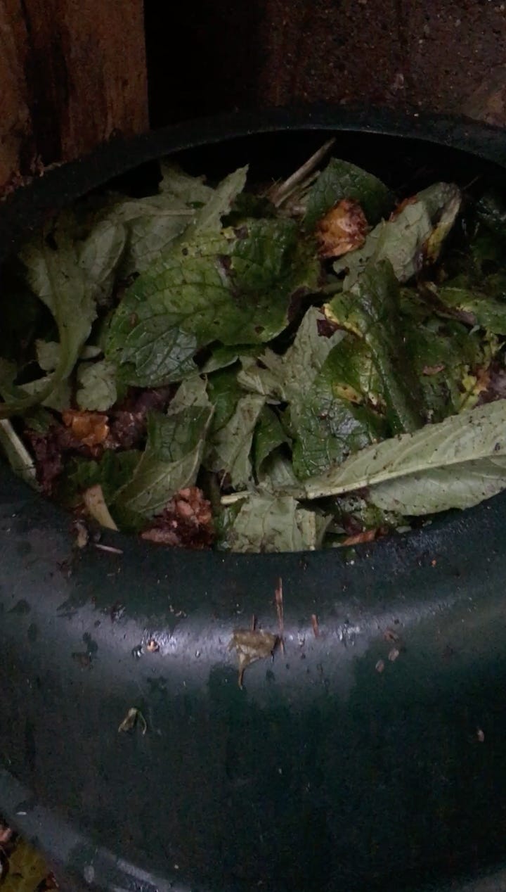 Topping up the comfrey tea barrel with fresh comfrey leaves; Feeding the worms in the vermicomposter with veg scraps.