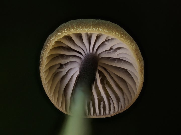 brown and yellow mushroom on wood