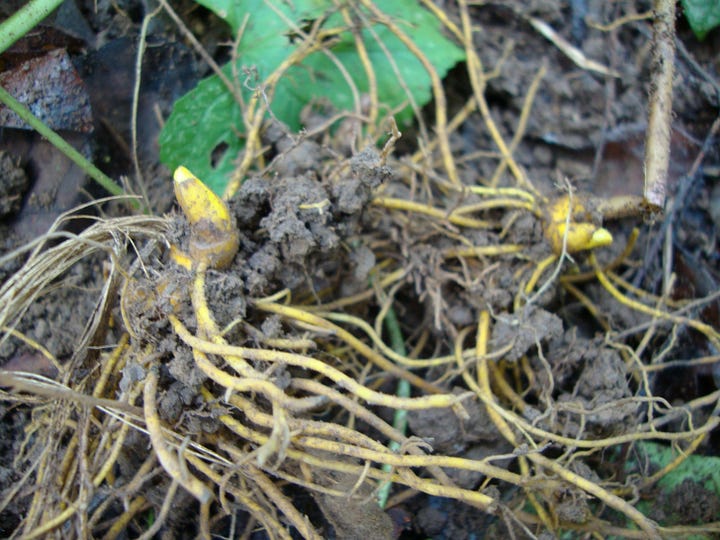 Ripe red barberries and bright yellow goldenseal roots