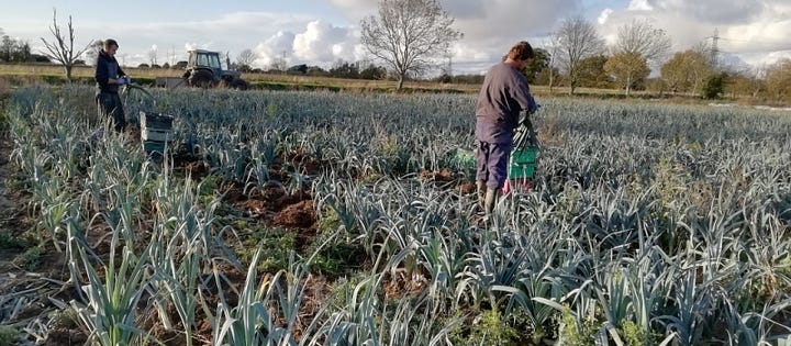 Ripple Farm and Sarah Green farms showing organic kale and leeks.