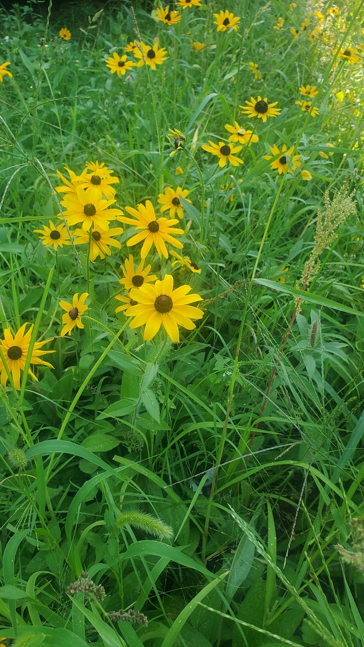 Top left to right: Purple coneflower, Coreopsis, Black-eyed Susan, ruby coneflower.