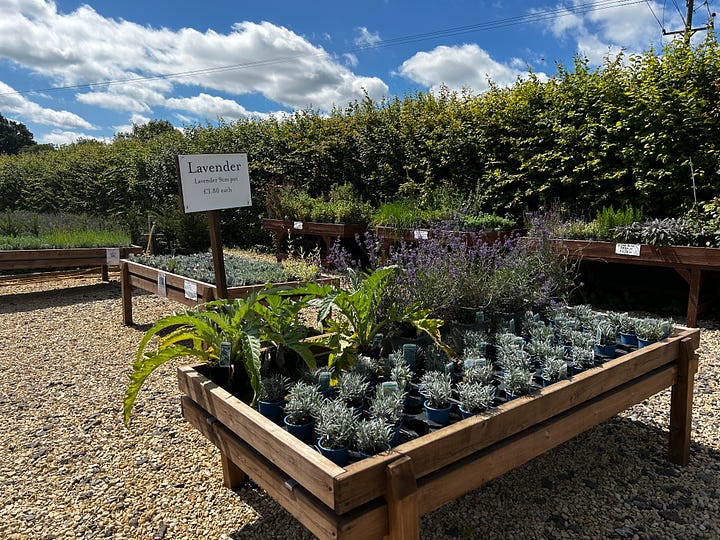 First photo shows plants for sals and the second in the cafe and shop at Somerset Lavender Farm. Images: Roland's Travels