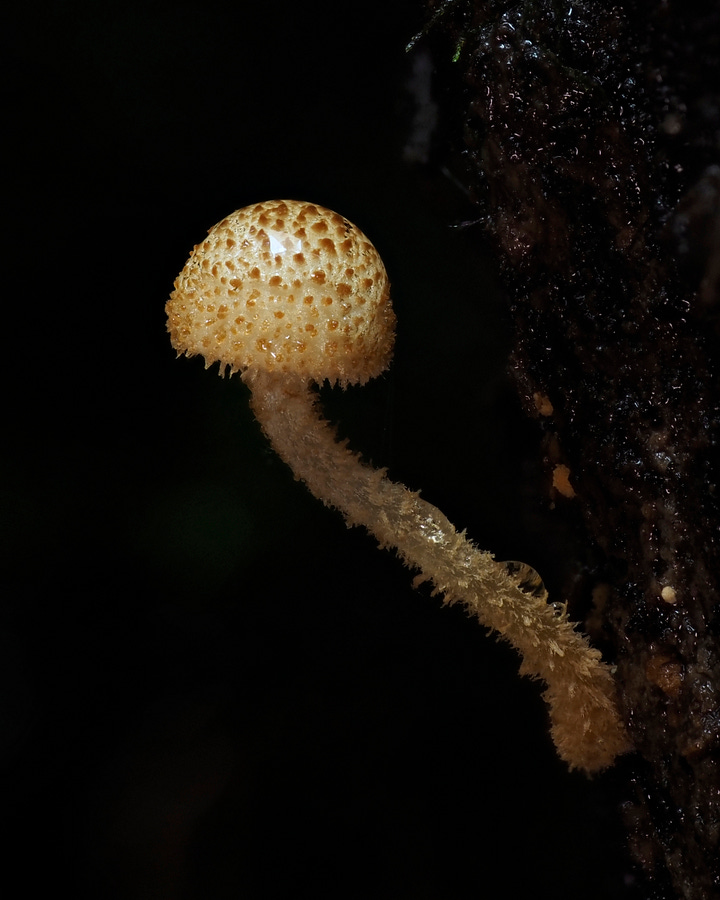Phaeomarasmius ciliatus