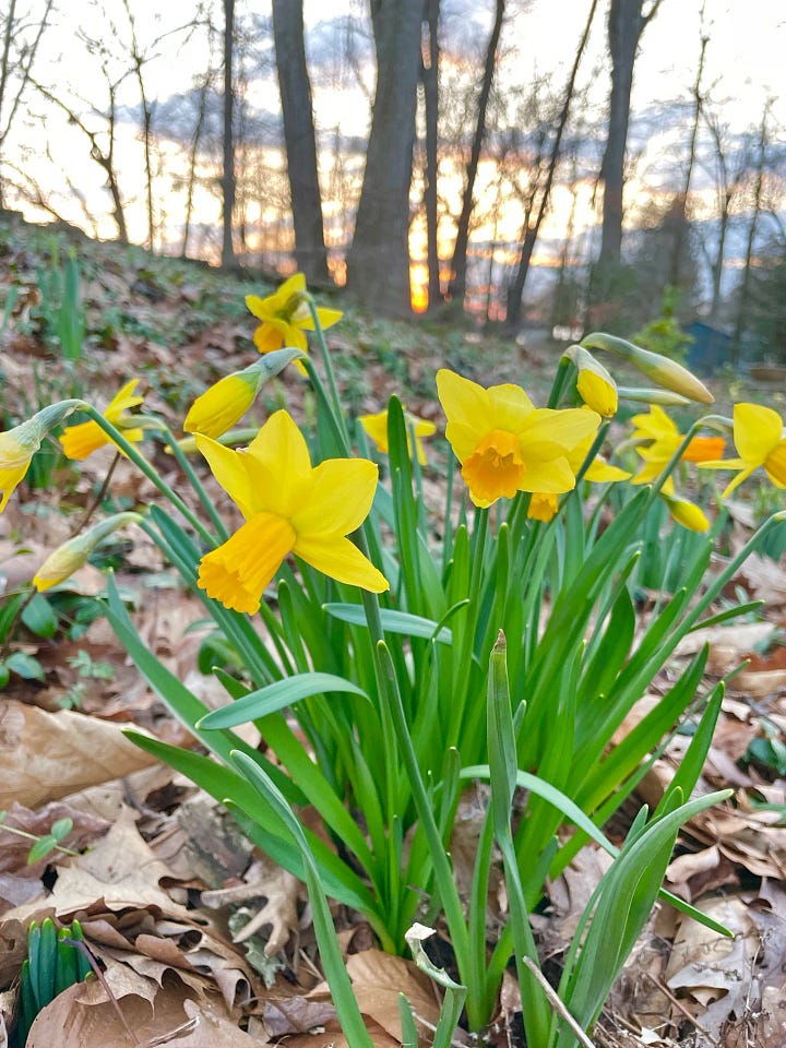 Narcissus ‘Jet Fire’ just coming up this year 2025, and in full bloom in mid-March 2024.