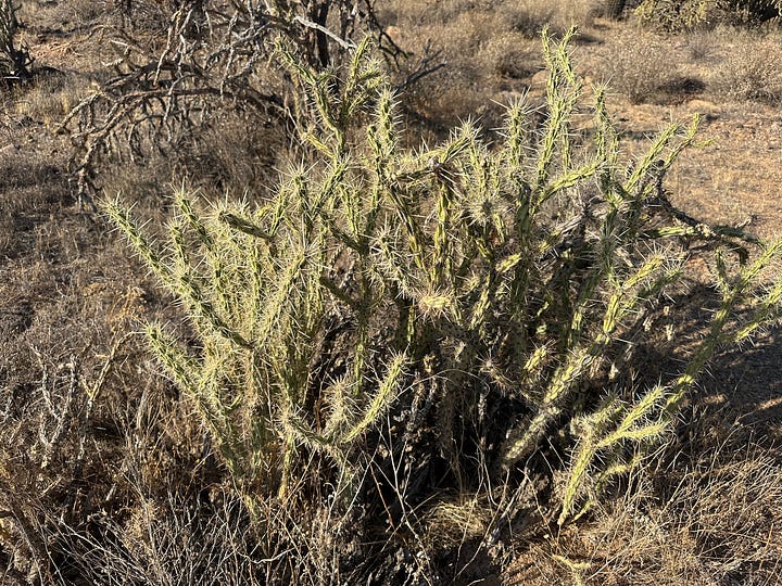 Cholla cacti during drought