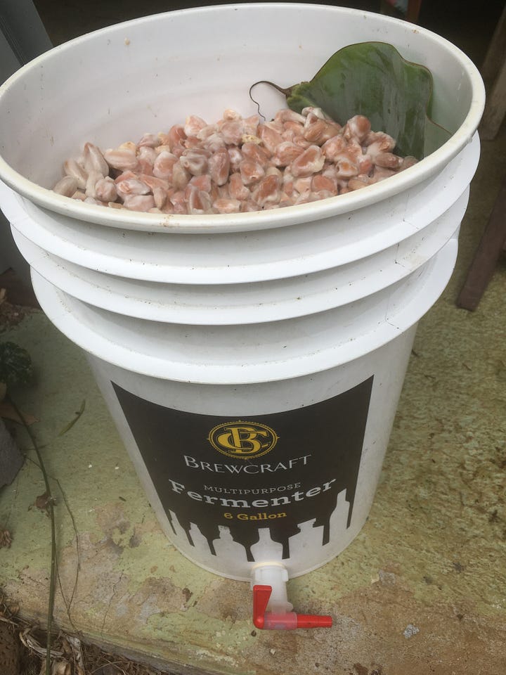Bucket with cacao fermentation 
