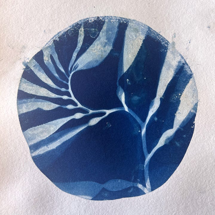 giant kelp cyanotypes