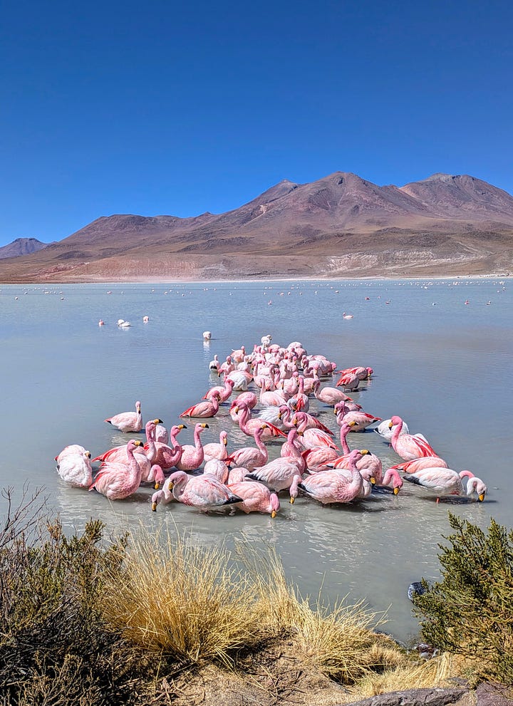 Flamingos are especially ridiculous creatures close-up (left); geysers are fine to just "step over" in Bolivia