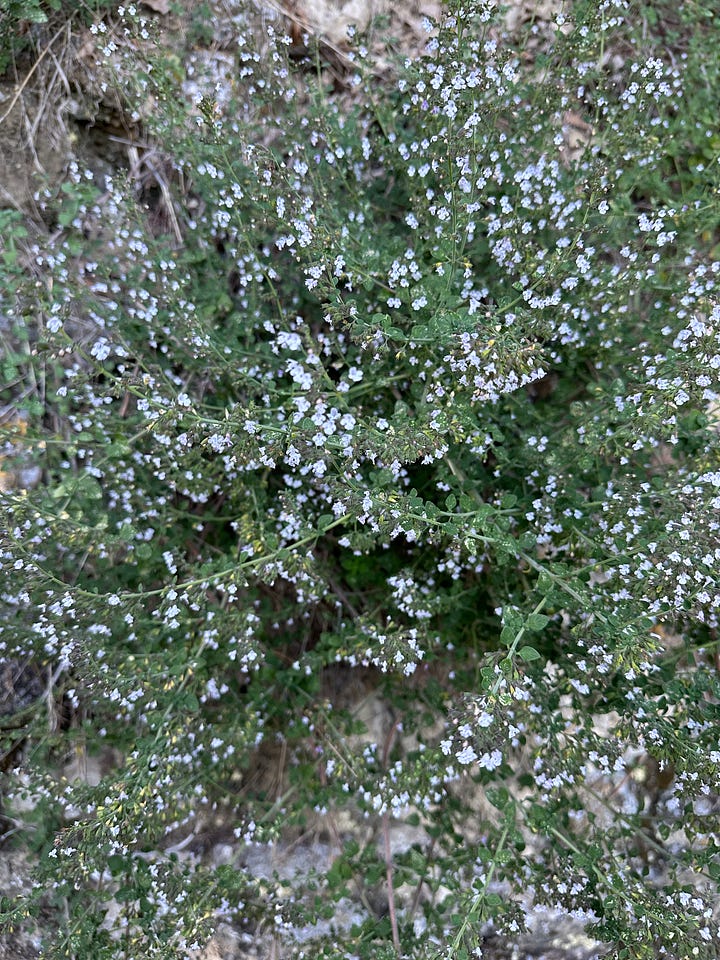 The photo on the left shows a hand holding a basket filled with green stalks of mugwort. The photo on the right shows a big patch of nepeta, which is a purple flowering plant with lots of little dark green leaves. 