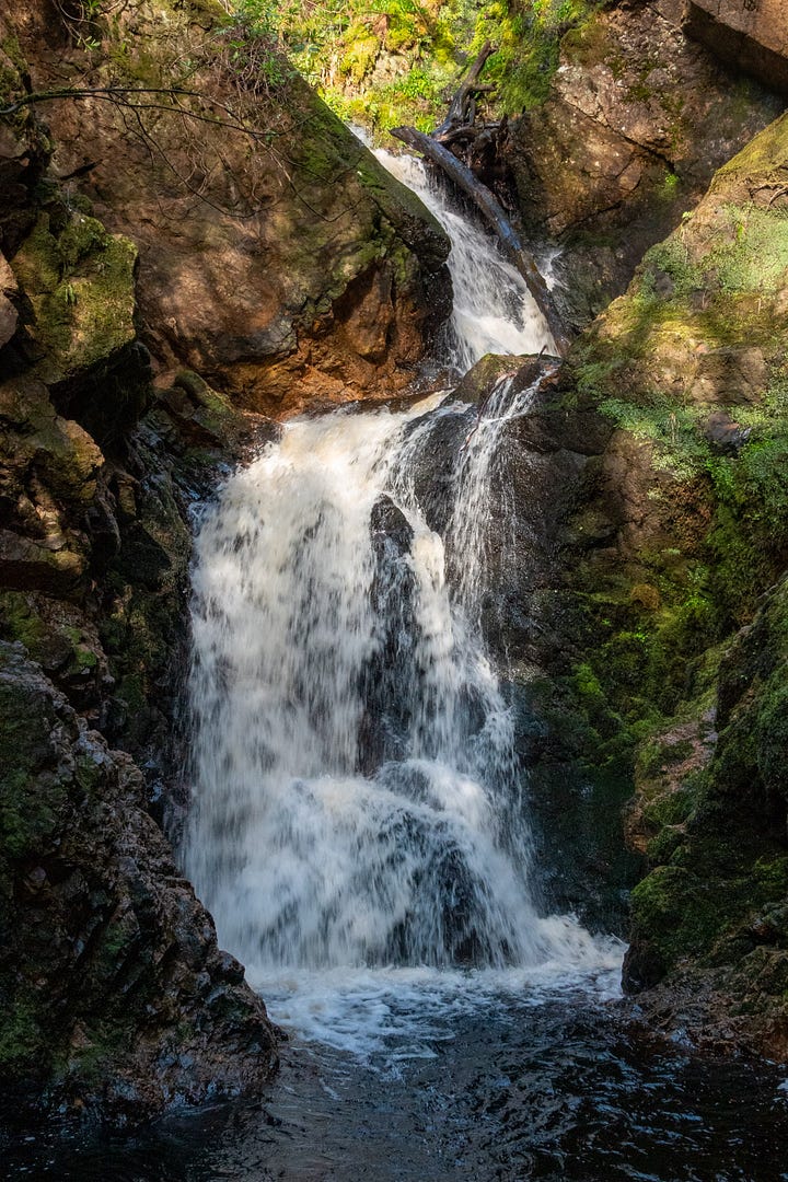 One of the footbridges, a waterfall, unusual comfrey, and a sheet of liverworts and mosses © Felicity Martin