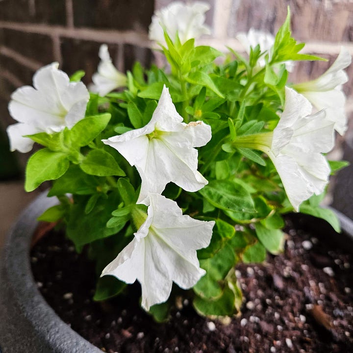 Firefly Petunias