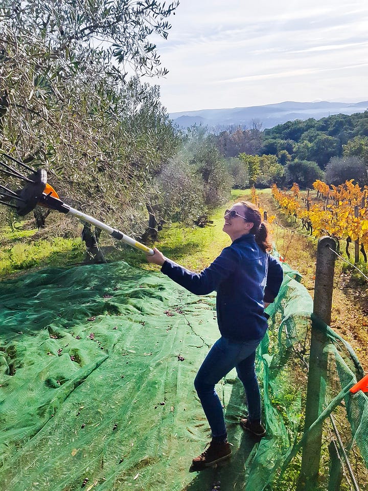 olive harvesting and grape harvesting