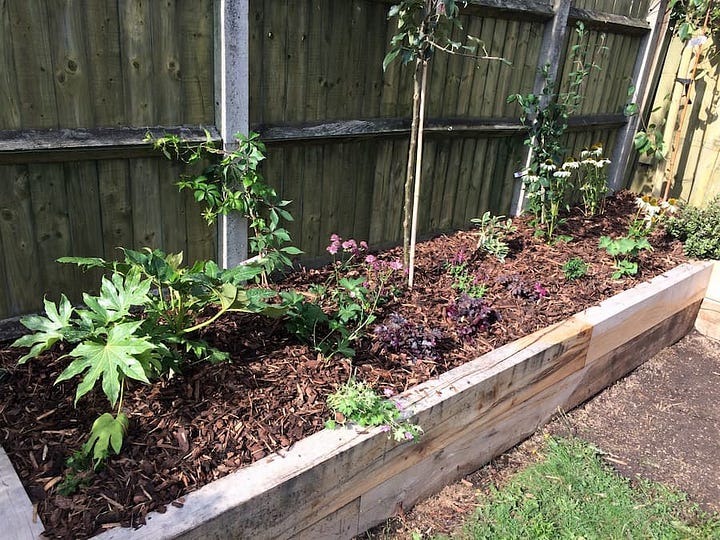 Newly planted borders