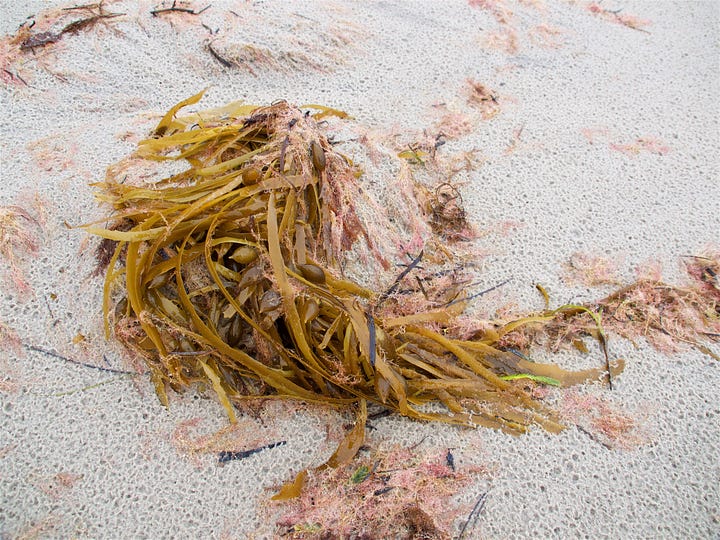 pics of seaweed