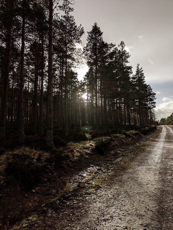 Image 1 is a photo of a cottage in the gloaming, two yellow windows piercing the shadows under the fading blue sky. Image 2 is a photo of a forestry track lined by pine trees, a ray of sunshine bursting through the branches.