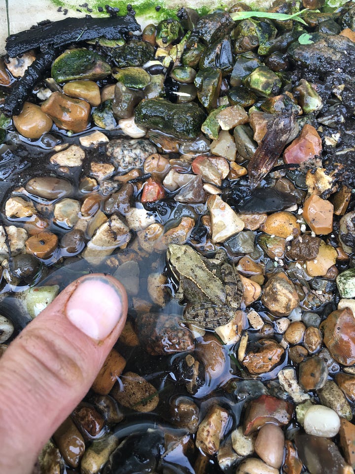 Cabbage white caterpillar cocooned itself in the lip of a plastic lid; A thumb head-sized frog living in the water gravel of the cuttings trays; A female ichneumon parastic wasp laying eggs in termites of the wood post; A mucky frog having emerged from the mud of a path.