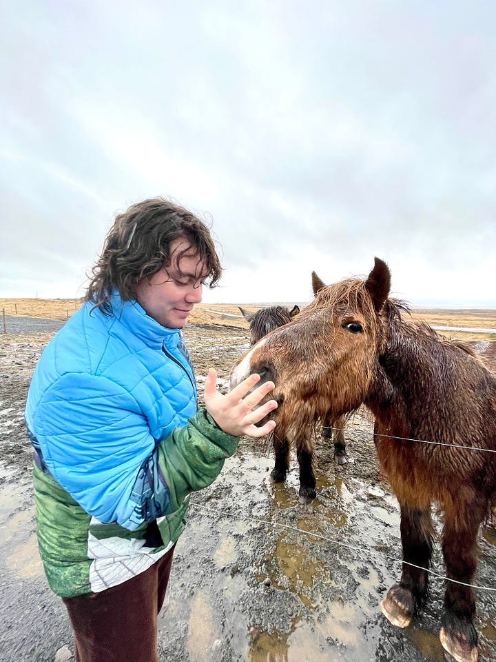 Sammy feeds shaggy, brown horses in Iceland.