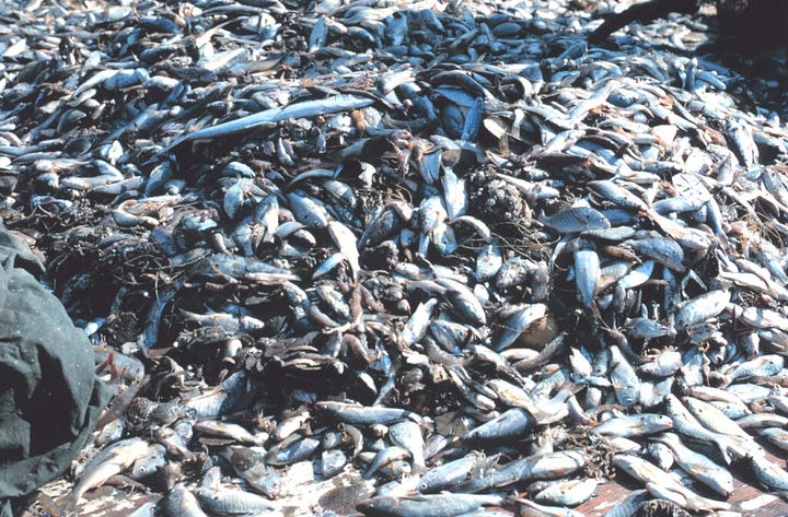 source: https://particle.scitech.org.au/health/food/us560-billion-of-wasted-fish-over-the-past-half-century/