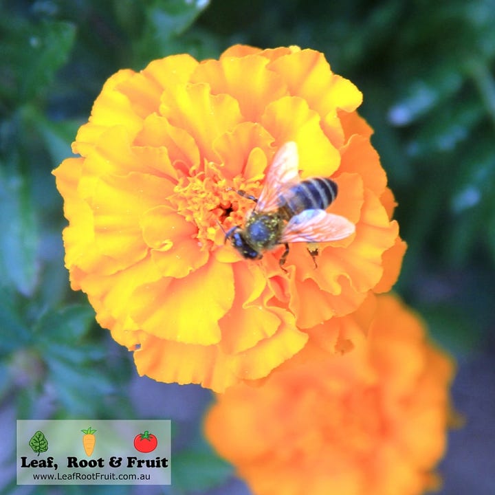 flowers for attracting beneficial insects into the garden