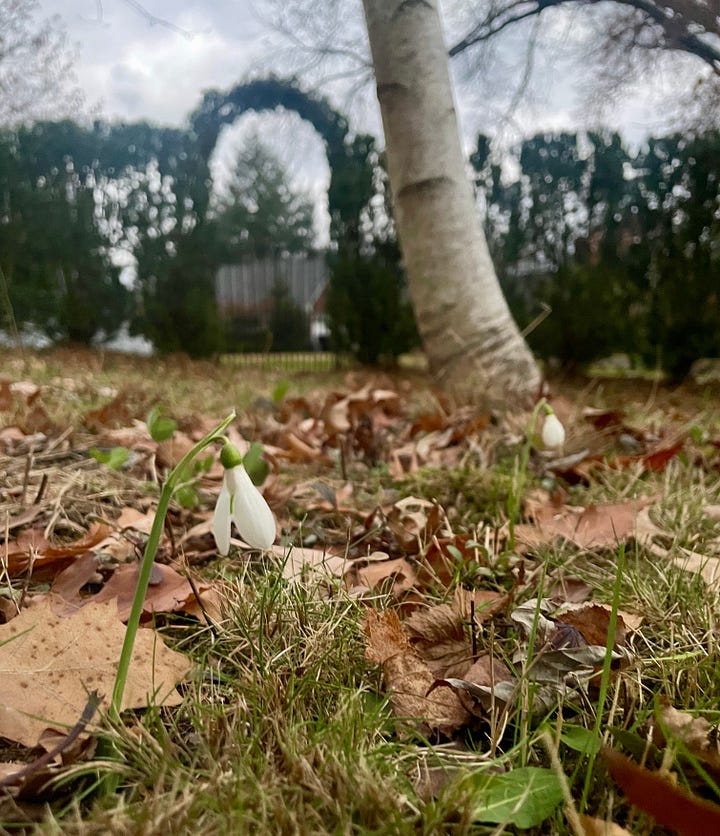 My first sighting of early blooming Galanthus 'Mrs MacNamara' in the Birch Walk this week.